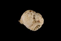 藏品(紫口珊瑚螺)的圖片